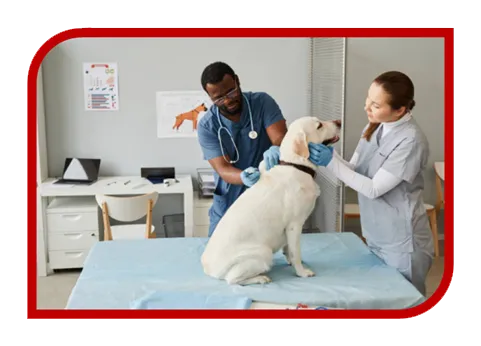Criação de Sites para Clínica Veterinária