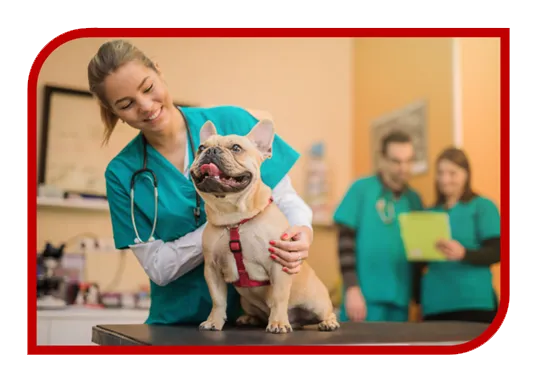 Criação de Sites para Veterinário